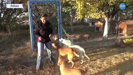 Sokak Hayvanları İçin ‘Mahallede Yaşam’ Çözümü Aranıyor