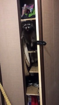 Russian Raccoon Needs Rescuing