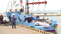 Japón vuelve a cazar ballenas con fines comerciales