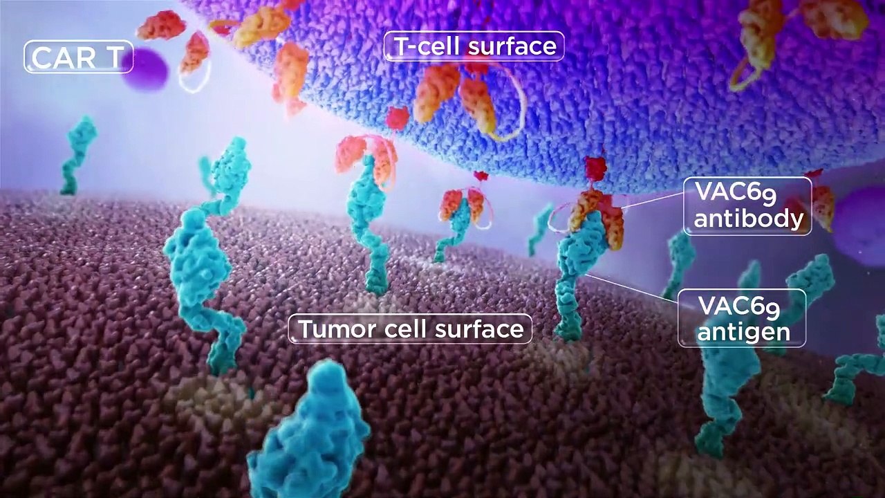 Car T-cell | MOA | Leukemia Moffitt Center - Equisolve