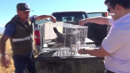 Yaralı kaya kartalı tedavi edilerek doğaya bırakıldı