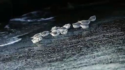 Des bécasseaux sanderlings courent après les vagues (Japon)