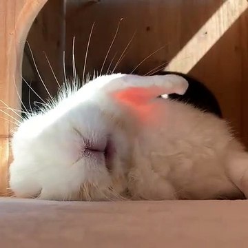 Regardez comment ce lapin va se faire réveiller par sa sœur. Adorable !!