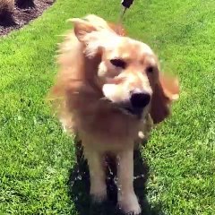 Découvrez ce Golden retriever qui est très ressemblant à un lion. Splendide !