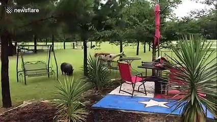 Hilarious moment Texas alpaca chases off dog for getting near her bestie, a pig