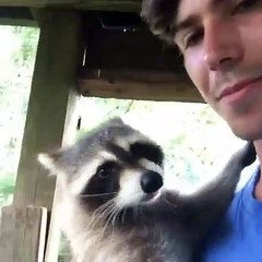 Ce raton-laveur ne veut pas descendre des bras de son maître. Trop cute !