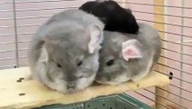 Une famille de chinchillas qui se font des câlins. Trop cute !