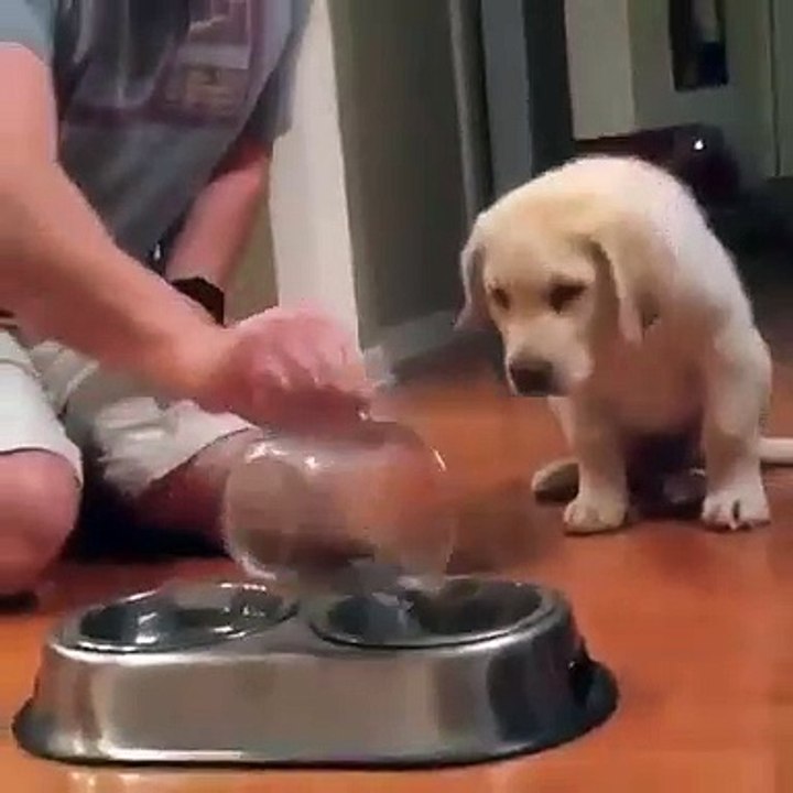 Un Miracle ! Ce chien ne mange pas tant qu'on n...