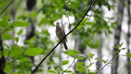 заставка соловьиный край