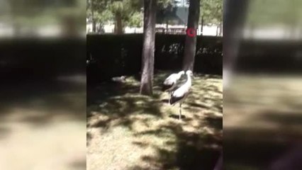 Yangından kurtarılan yavru leyleklere jandarma şevkati