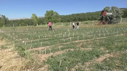Süper nohut Sivas'ta geliştiriliyor