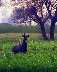 Une amitié que l'on aurait jamais imaginé ! Admirez !