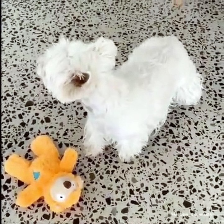 Ecoutez les aboiements de cette chienne sont juste magique !