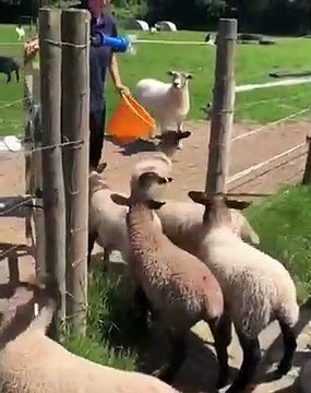 Regardez comment ces chèvres semblent un peu dépassées par ce qui leur arrivent. Trop drôle !