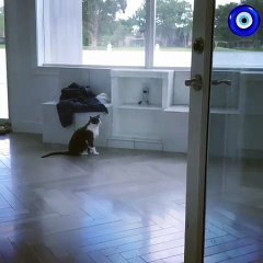 Surpris par sa propre belle voix, regardez la réaction de cette chatte !