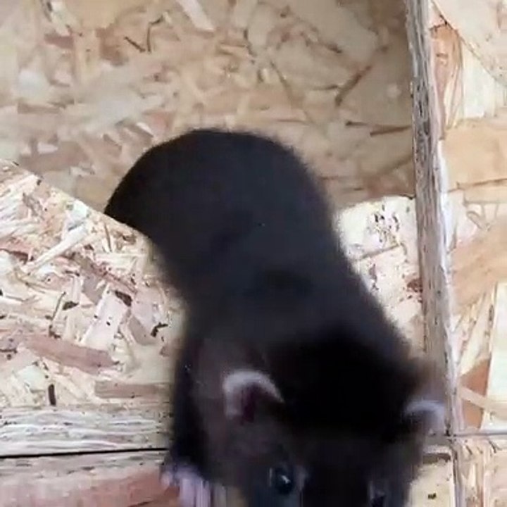 Ces magnifiques bébés furets vont vous faire fondre. Admirez les !