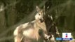 Nacen 6 lobos mexicanos en el zoológico de Chapultepec | Noticias con Yuriria Sierra