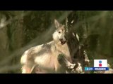 Nacen 6 lobos mexicanos en el zoológico de Chapultepec | Noticias con Yuriria Sierra