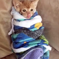 Ce chaton est trop mignon quand il vient de se laver !