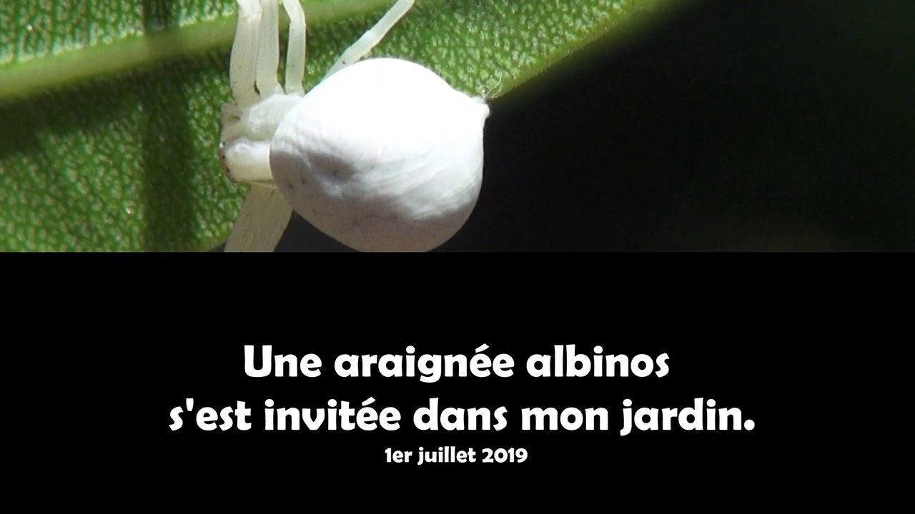 Araignée albinos