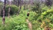 Des randonneurs croisent la route d'un grizzly