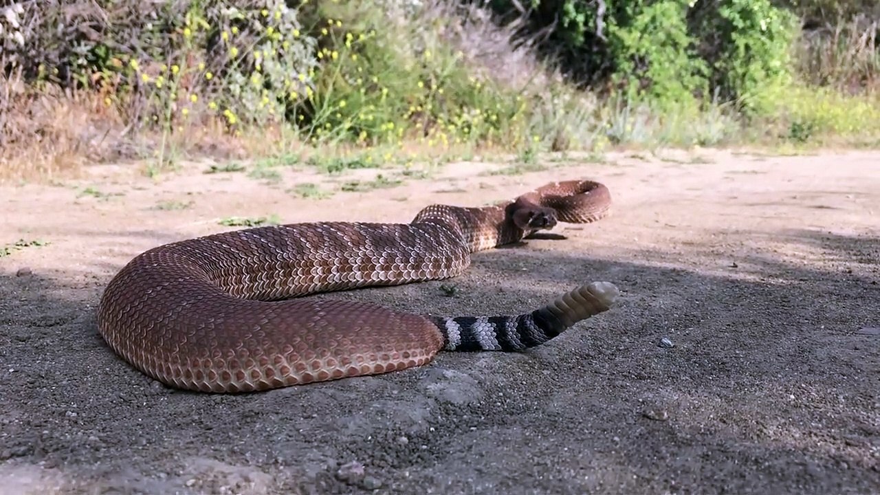 La taille de ce serpent à sonnette est impressionnante (Orange County, CA)