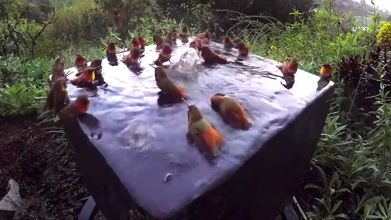 Ces colibris qui prennent leur bain sont adorables