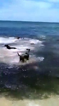 Un chien sur le point de se faire manger par un requin, sauvé par d'autres chiens !