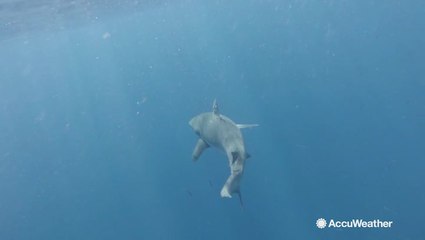 Sharks expand their habitat as ocean water warms