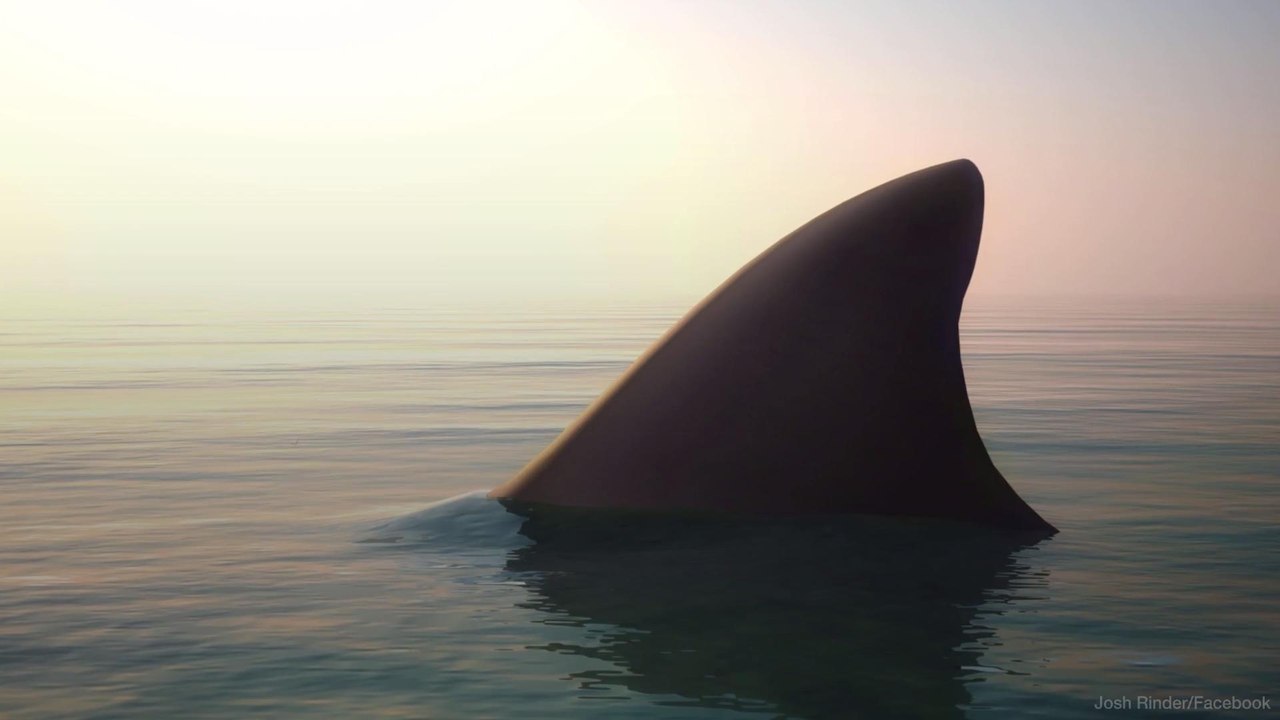 Experts Agree: This South Carolina Man’s Way of Telling If There’s a Shark in the Water Is 100% Accurate