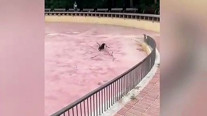 Un petit chien manie une grosse branche comme un pro !