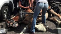 Cavalo desmaia por estar sobrecarregado e com calor – veja o vídeo!