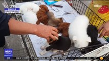 [이슈톡] 장터 동물매매 불법 논란