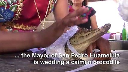 Mexico: Mayor weds a caiman to encourage a good harvest