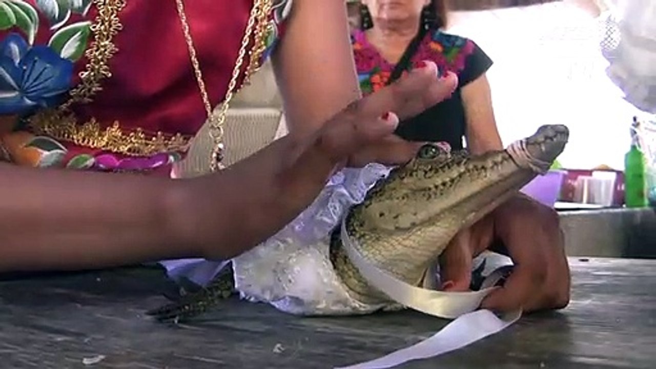 La boda de un alcalde mexicano con un caimán