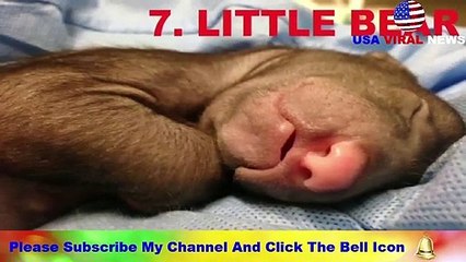 SHOCKING 10 ANIMAL BABIES MELT YOUR HEART IMMEDIATELY