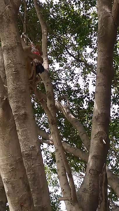 Monkey Drinking soft Drink