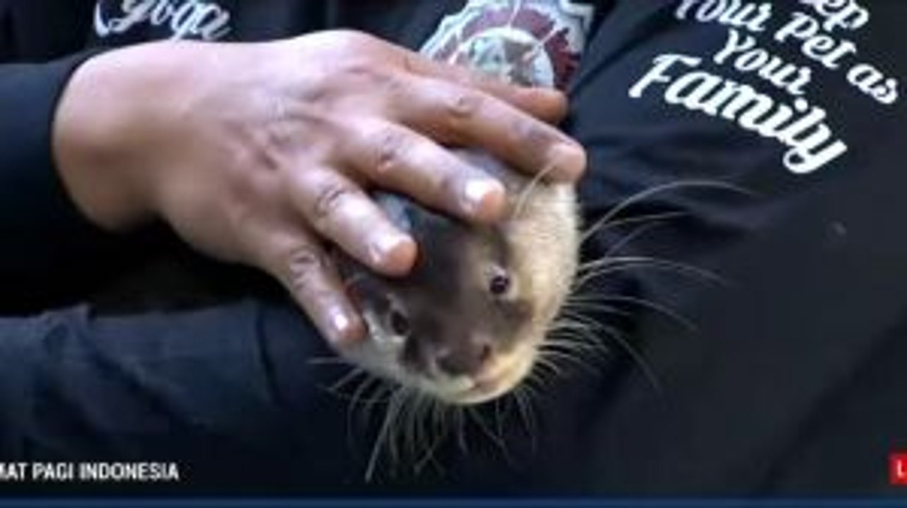 Mengenal Lebih Dekat dengan Otter, Hewan Peliharaan yang Eksotis