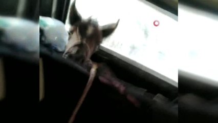 Otomobildeki tay, gülümsetti