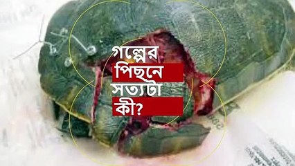 কচ্ছপ বাঁচাতে ব্যবহার করা হলো ব্রা