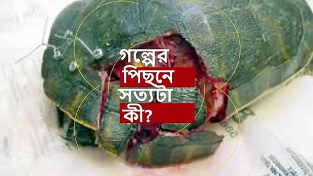 কচ্ছপ বাঁচাতে ব্যবহার করা হলো ব্রা