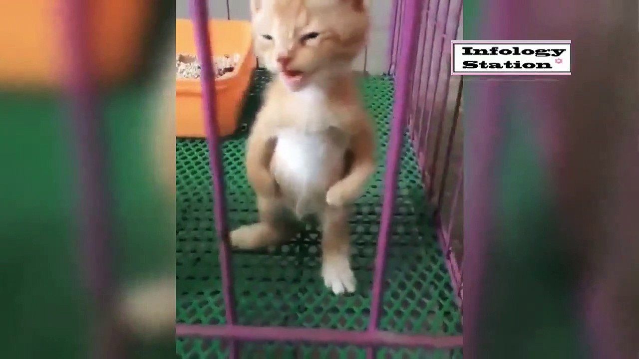 10 Minute Funny Videos of Cats Make Laugh1
