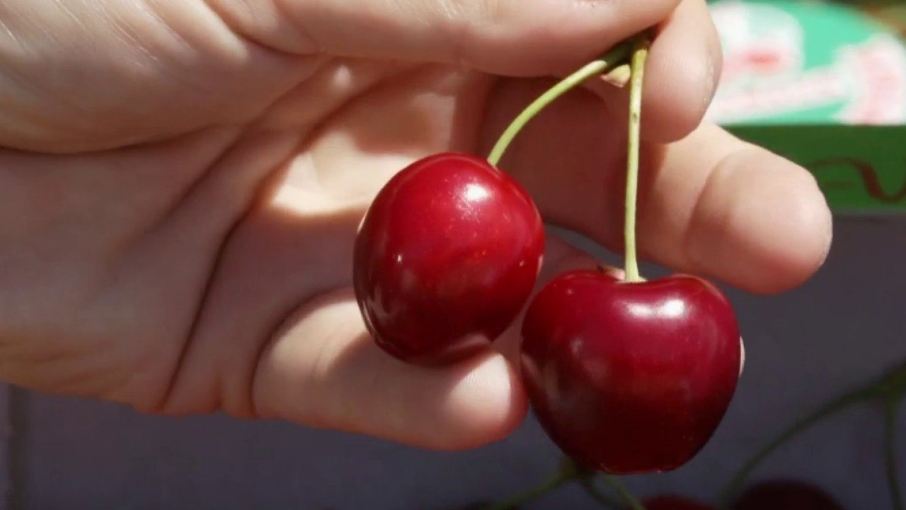 Marchés - La cerise des coteaux du Ventoux IGP
