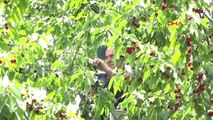 KAYSERİ Yahyalı'da kiraz hasadı başladı