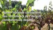 Canicule: des vignerons de l'Hérault face à des grappes brûlées