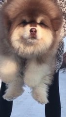 CUTEST ANIMALS  IN THE WORLD #1 - The cutest animals in the world compilation 2019