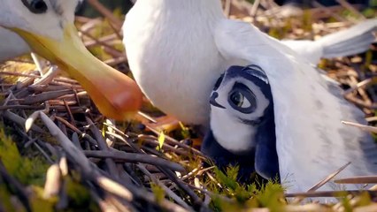 Bande-annonce du film Manou à l'école de goélands