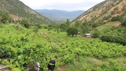 Yaprağı, meyvesinin 6 katı fiyata satılıyor