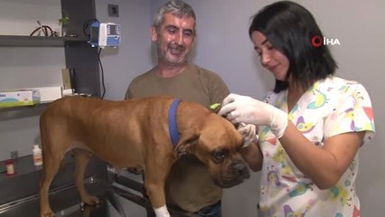 Hayvanseverler Zeyna'yı hayata yeniden bağladı