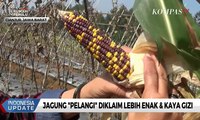 Jagung Unik Berwarna Pelangi Diklaim Lebih Enak dan Kaya Gizi